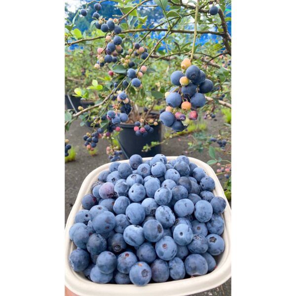 BERRY LOVE FARM