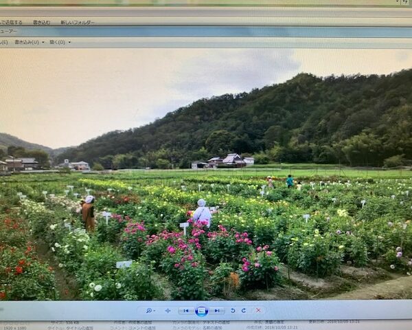 宝塚ダリア園