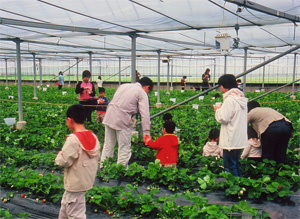 一般社団法人　貴志川いちご狩り園