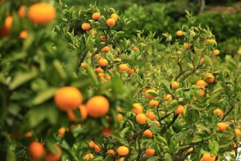 pic_spots_06wakayama33p03