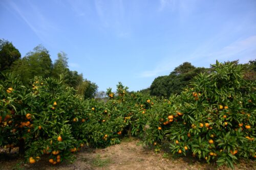 pic_spots_08tokushima04p04