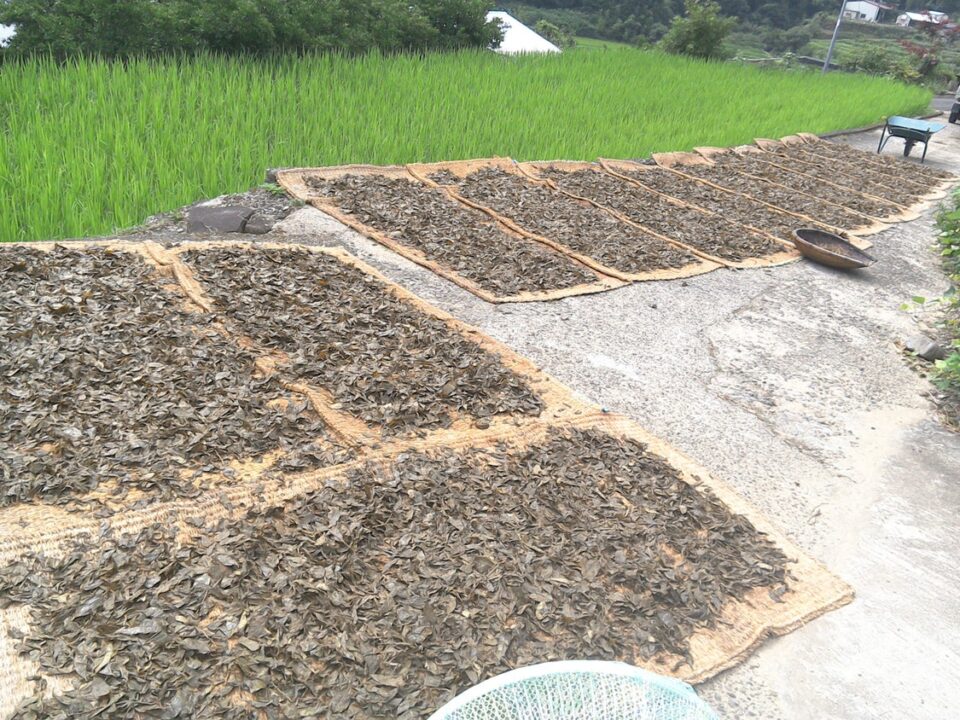 pic_spots_08tokushima06p04