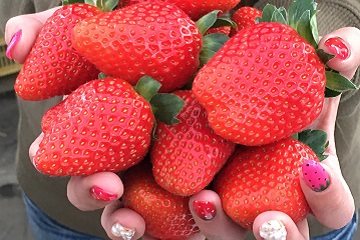 06和歌山県38ふるーつふぁーむわかやま1