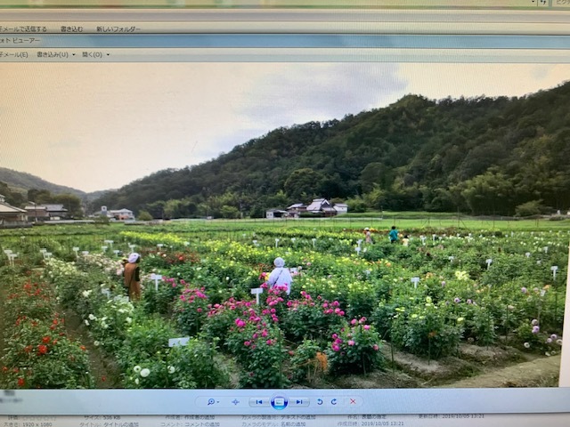 宝塚ダリア園の1枚目