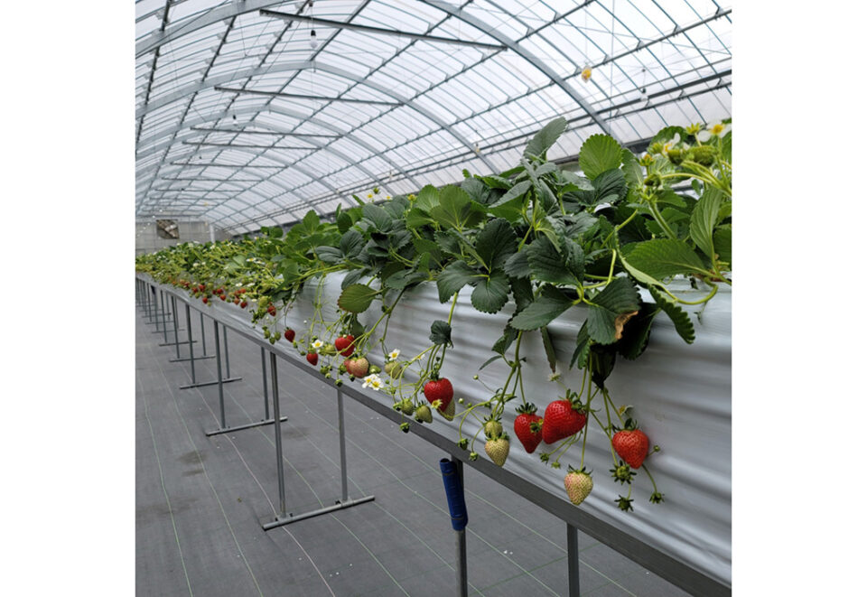 Starawberry farm まあと工房の2枚目