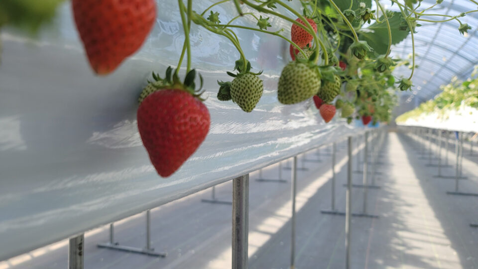 Starawberry farm まあと工房の3枚目