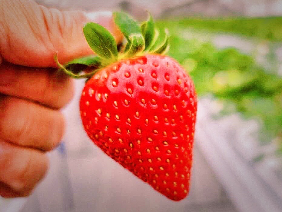 Starawberry farm まあと工房の4枚目